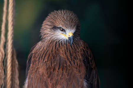 Portrait of a black kite, Milvus migrans, sitting in an aviary. close-up.の写真素材