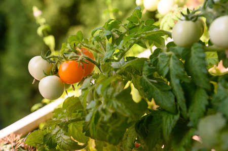 A bush of cherry tomatoes with unripe fruits. A home garden outside the apartment window.の写真素材