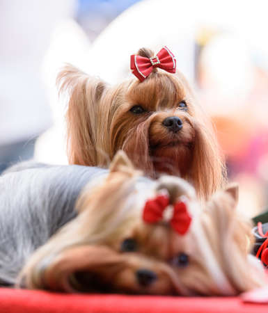 Two Yorkshire Terrier dogs with red bows on their heads on a red bedding. The dog is lying in the foreground, sitting in the background and looking up. close-up.の写真素材