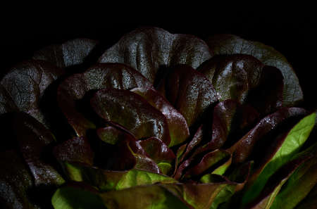 Leaves of red buttery lettuce in drops of water, Lactuca sativa, on a black background. Background butterhead lettuce. close-up.の写真素材