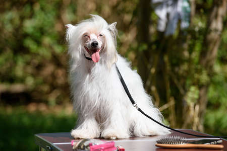 The white dog of the Chinese crested breed stuck out its tongue and looks merrily to the right. The dog is sitting on a table in the park. close-up.の写真素材