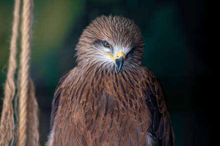 The black kite bird of prey, Milvus migrans, looks forward while in the zoo enclosure. close-up.の写真素材
