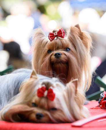 Two Yorkshire Terrier dogs are lying on a red litter. The dog is lying in the foreground, sitting in the background and looking up to the left. close-up.の写真素材