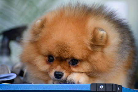 A sad Pomeranian Pomeranian lies thoughtfully on a blue table. Portrait. close-up.の写真素材