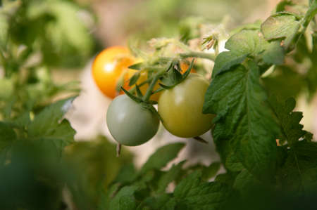 Sunlit, unripe tomatoes hang on a bush. close-up.の写真素材