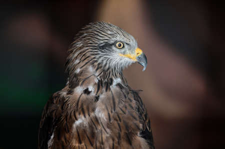 The black kite bird of prey, Milvus migrans, looks to the right while in the zoo enclosure. close-up.の写真素材