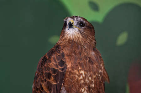 The common buzzard, buteo buteo, has raised its head and is looking up. The bird lives in the zoo enclosure. portrait. close-up.の写真素材