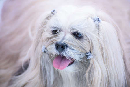 Portrait of a white Maltese lapdog with tails on its head. close-up.の写真素材