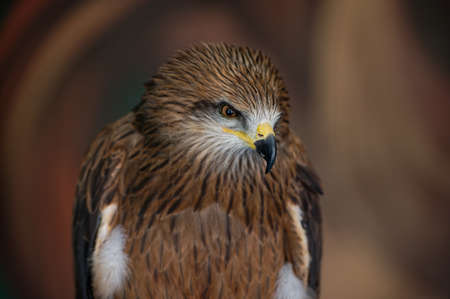 A black kite, Milvus migran, sits in the zoo enclosure and stares intently to the right. close-up.の写真素材