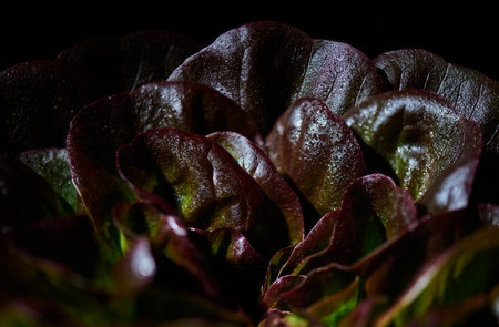 Red buttery lettuce, Lactuca sativa, in drops of water on a black background. Background butterhead lettuce. close-up.の写真素材