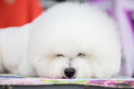 A Bichon Frize dog sleeps on a colored litter. portrait. close-up.の写真素材