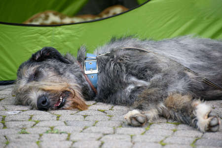 A wolfhound breed dog sleeps on the paving stones. close-up.の写真素材