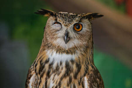 The common owl, bubo bubo, winked with one eye while sitting in the zoo enclosure. portrait. close-up.の写真素材