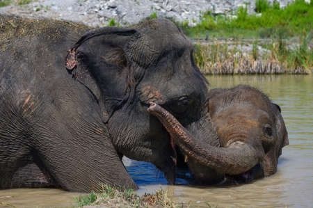 A young Asian elephant hugs an adult elephant with its trunk while standing in a pond. portrait. close-up.の写真素材