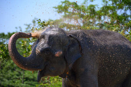 Asian elephant cheerfully pours water on himself from the trunk. portrait. close-up.の写真素材