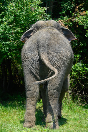 Asian elephant in full growth against the background of trees. rear view. close-up.の写真素材
