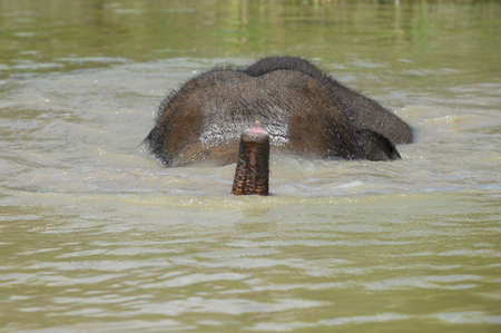 The trunk of an Asian elephant that dived into the pond sticks out above the water. close-up.の写真素材