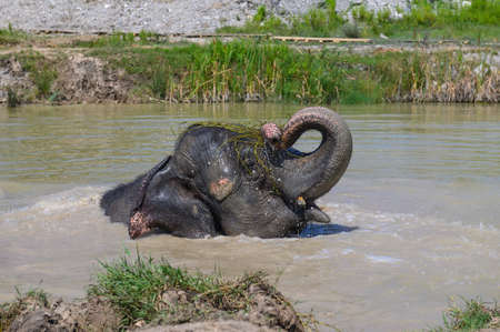 A cheerful Asian elephant bathes in a pond and holds a bundle of straw in its trunk. portrait. close-up.の写真素材