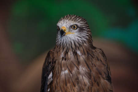A black kite, Milvus migran, sits in the zoo enclosure and proudly looks to the left. portrait. close-up.の写真素材