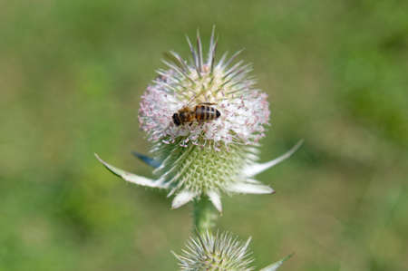 A bee is sitting on a flower of a wild teasel, Dispacus fullonum. close-up.の写真素材