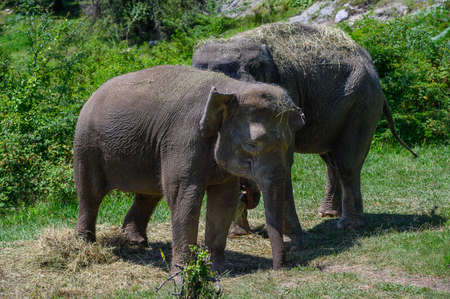Two Asian elephants stand side by side and eat grass. close-up.の写真素材