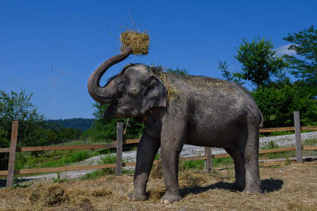 An Asian elephant, standing at the fence, throws straw on its back. close-up.の写真素材