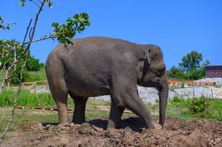 An Asian elephant stands in the mud under a blue summer sky. close-up.の写真素材