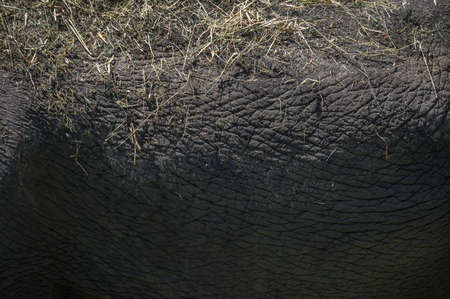 Elephant skin. texture, background. Close up, copy space.の写真素材