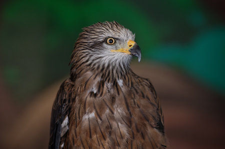 The black kite, Milvus migran, sitting in the zoo enclosure, turned its head to the right and looks attentively straight ahead. Portrait. close-up.の写真素材