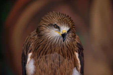 A black kite, Milvus migran, sitting in the zoo enclosure looks thoughtfully to the right and down. portrait. close-up.の写真素材