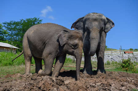 Two Asian elephants are standing in the mud under the bright sun against the blue sky. close-up.の写真素材