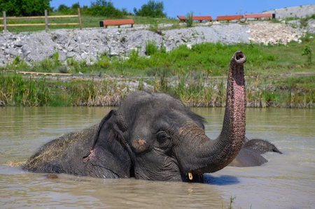 An Asian elephant, lying in a pond, lifted its trunk up. portrait. close-up.の写真素材
