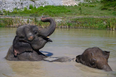 Two Asian elephants are having fun swimming in a pond on a sunny summer day. portrait. close-up.の写真素材