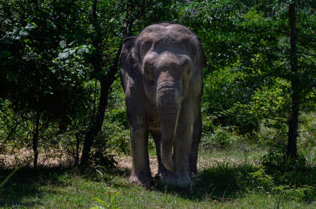 An Asian elephant stands among the trees and looks straight ahead. close-up.の写真素材