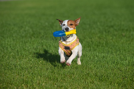 A Jack Russell Terrier dog jumps on the lawn, holding a yellow-blue toy in its mouth.の写真素材