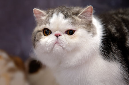 Portrait of an exotic shorthair cat. close-up.の写真素材