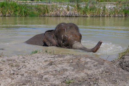 An Asian elephant bathes in a pond with its trunk raised above the water. close-up.の写真素材
