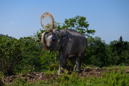 An Asian elephant pours dirty water on himself. There is a blue sky and trees in the background.の写真素材