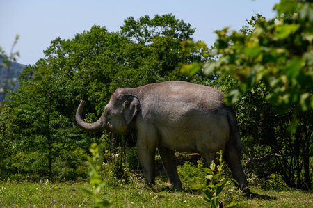 An Asian elephant stands alone among the trees on a clear sunny day.の写真素材