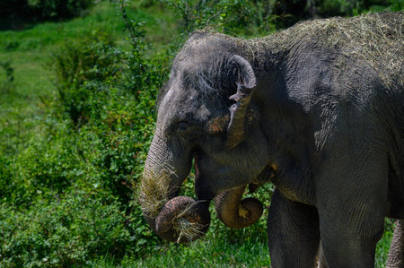 An Asian elephant holds a bundle of hay in its trunk. close-up.の写真素材