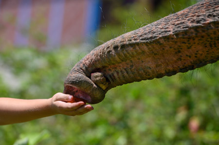 The trunk of an Asian elephant takes food from a child's hand. close-up.の写真素材