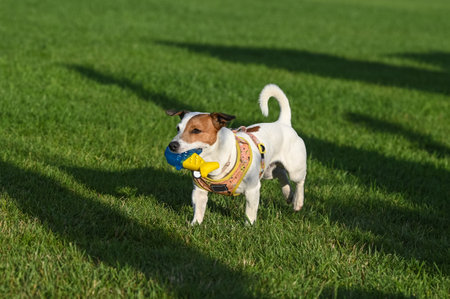 A Jack Russell Terrier dog walks across the lawn with a yellow-blue toy in its mouth.の写真素材