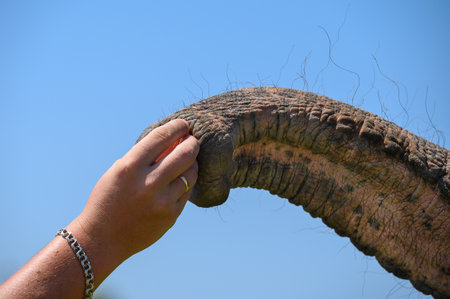 The Asian elephant takes food from the man's hand with its trunk. Close up, copy space.の写真素材