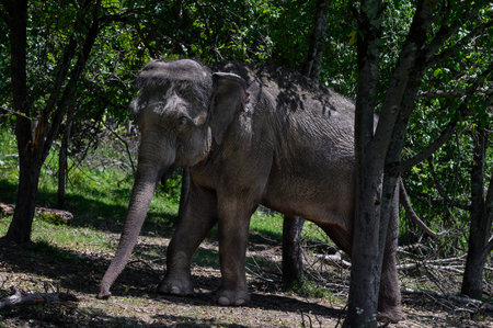 An Asian elephant walks among the trees on a sunny summer day. close-upの写真素材