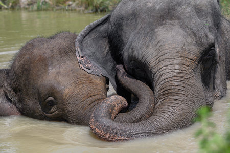 An Asian elephant and a baby elephant lie in a pond, hugging each other with their trunks. close-up.の写真素材