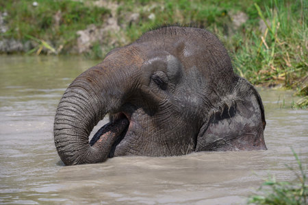 An Asian elephant sits in a pond and puts its trunk in its mouth. close-up.の写真素材
