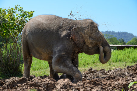 An Asian elephant, standing in the mud, pours dirty water from its trunk on himself.の写真素材