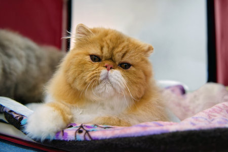 A Persian longhair cat of red-white color lies on a colored mat. close-up.の写真素材