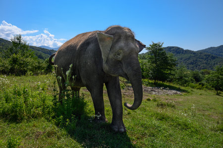 An Asian elephant stands against the background of mountains and blue sky on green grass. close-up.の写真素材