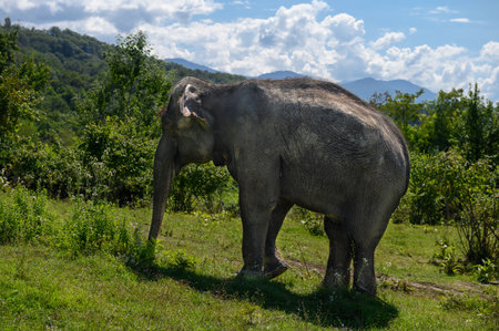 Asian elephant walks away against the background of mountains and blue sky on green grass.の写真素材